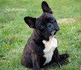 /album/fotogaleria-francuzsky-buldog/images-jpg/